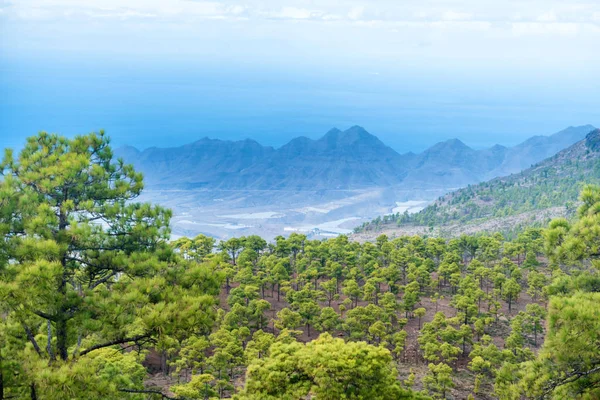 フォア グラウンドで緑の松の木がカナリア諸島の美しい自然の山の風景 — ストック写真