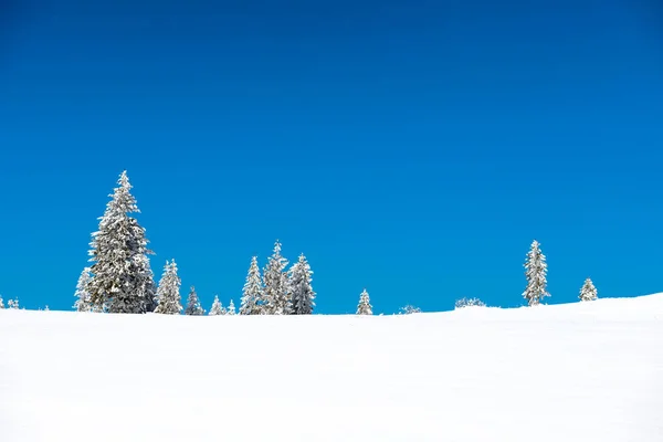 Winter Pine Bomen Sneeuw Met Blauwe Lucht — Stockfoto