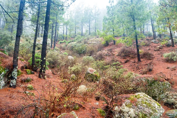 Foggy Pineta Pendii Rossi Con Pietre Paesaggio Naturale Dell Isola — Foto Stock