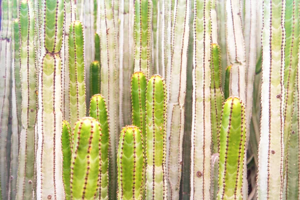 Крупним Планом Вид Багато Зелених Стовбурів Осадових Кактусів Euphorbia Canariensis — стокове фото