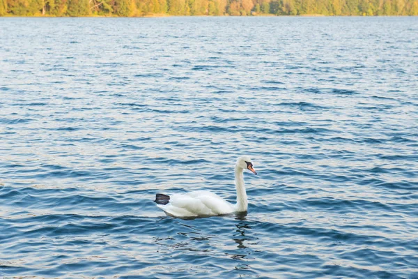 Beau Cygne Sur Lac Avec Eau Bleue — Photo