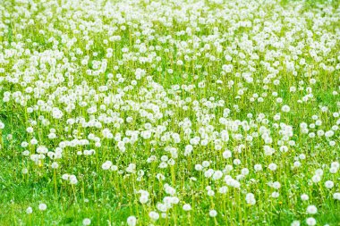 Yeşil çim ile beyaz dandelions alan
