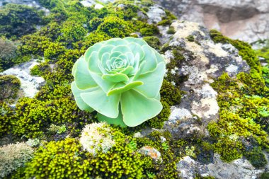 Kanarya Adaları 'nın sulu aeonyum arboryum bitkisinin yeşil kolları. Ağaç aeonyum, konak ya da İrlanda gülü