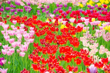 Lale parkta güzel renkli flowerbed