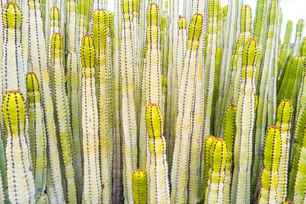 Close View Many Green Trunks Spurge Cactus Euphorbia Canariensis Can — Stock Photo, Image