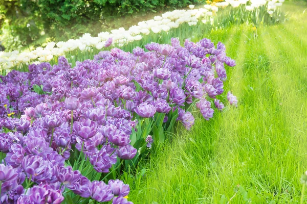 Yeşil Park Flowerbed Mor Çiçekler — Stok fotoğraf