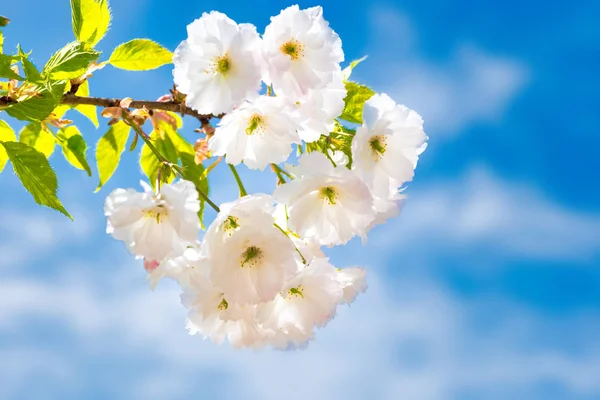在蓝天的春树枝头上绽放着一朵白色的樱花 — 图库照片