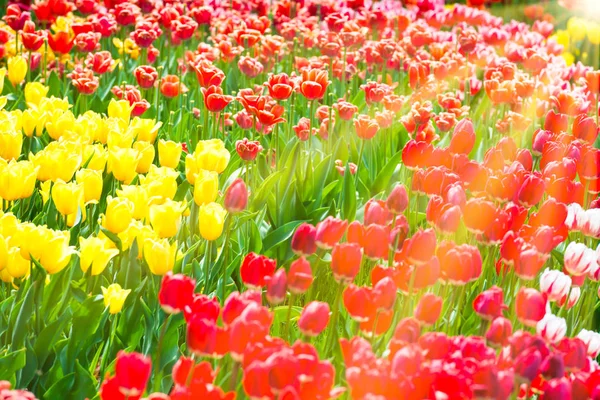 Красивая Красочная Клумба Тюльпанов Парке — стоковое фото