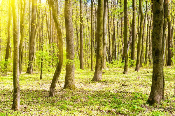 Gröna Vårskog Med Unga Nya Gröna Blad Träden Och Solen — Stockfoto