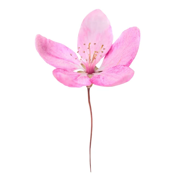 Pembe Çiçek Beyaz Arka Plan Üzerinde Izole Sakura Ağacı Üzerinden — Stok fotoğraf