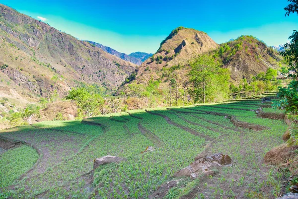 Зелені Рисові Поля Пейзаж Горами — стокове фото