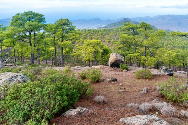 加那利群岛美丽的自然山风景与绿色松树在前景 — 图库照片