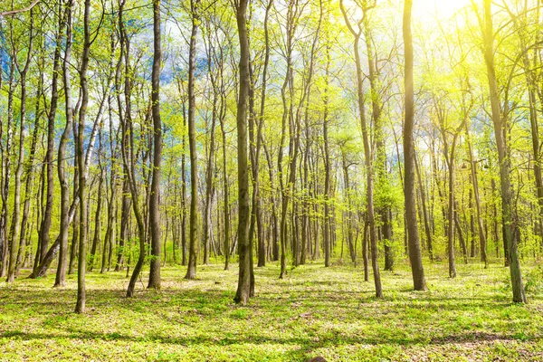 Зелений Весняний Ліс Молодим Новим Зеленим Листям Деревах Сонячних Променях — стокове фото