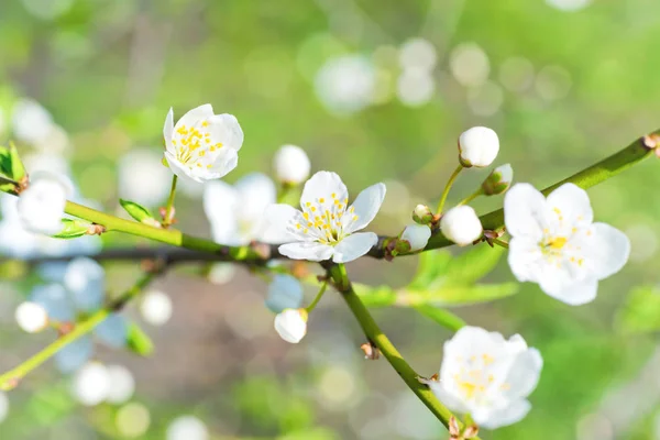 Primavera Florescendo Flores Brancas Primavera Uma Árvore Ameixa Contra Fundo — Fotografia de Stock