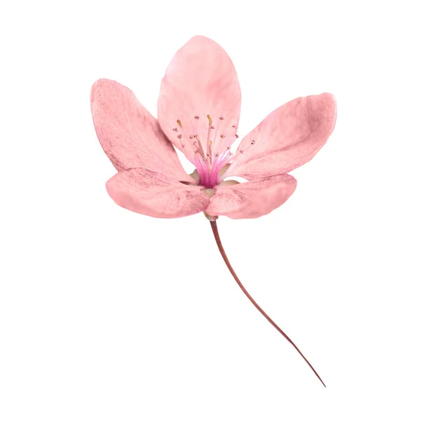 Růžový Květ Sakuru Izolovaných Bílém Pozadí Makro Zblízka Střílel Studio — Stock fotografie