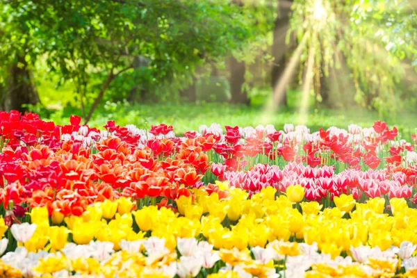 Prachtige Tulpen Tuin Het Groene Park — Stockfoto