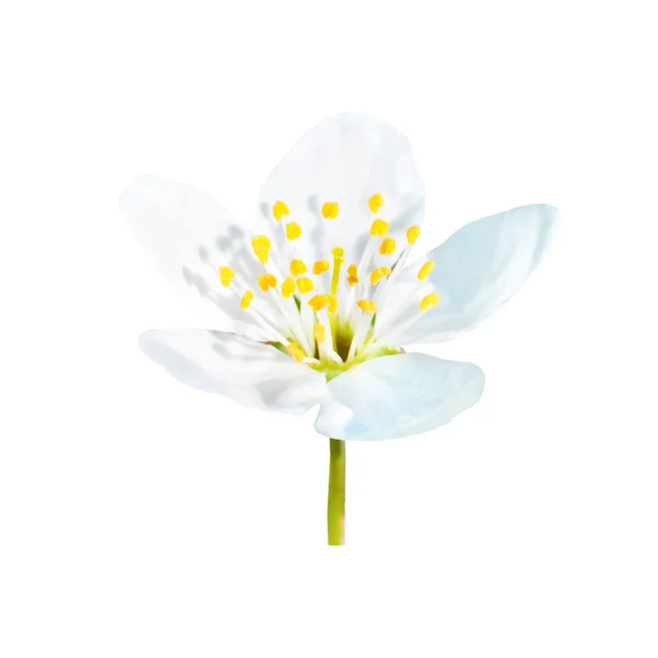Primavera Flor Primavera Branca Florescente Com Haste Isolada Fundo Floral — Fotografia de Stock