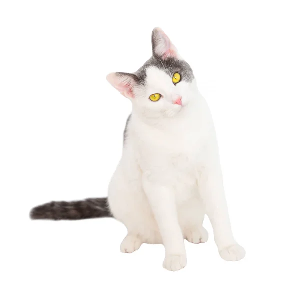 Witte Jonge Kat Met Zwarte Staart Zitten Geïsoleerde Witte Achtergrond — Stockfoto