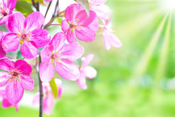 Floraison Fleurs Sakura Rose Sur Une Branche Arbre Printemps Dans — Photo