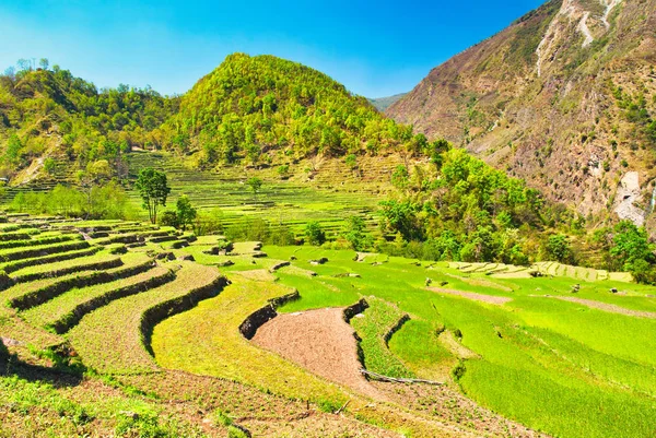 Green Rice Fields Mountains Blue Sky — Stock Photo, Image