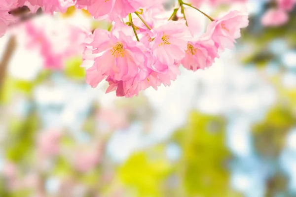 Blossom Pink Sakura Flowers Spring Tree Branch Macro Close Shot — Stock Photo, Image