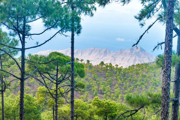 Vacker Natur Berglandskap Kanarieöarna Med Gröna Pinjeträd Förgrunden — Stockfoto