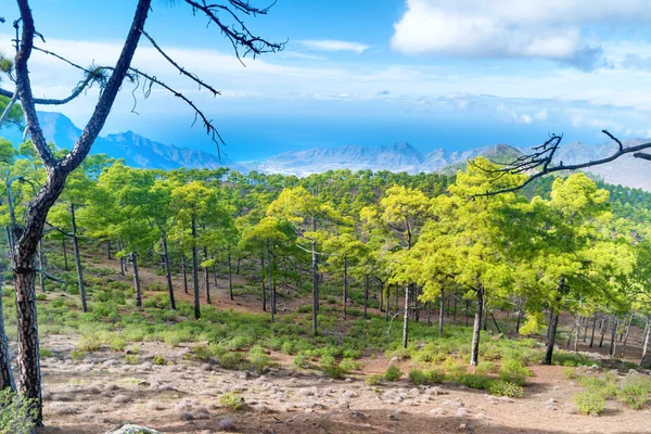 加那利群岛美丽的自然山风景与绿色松树在前景 — 图库照片