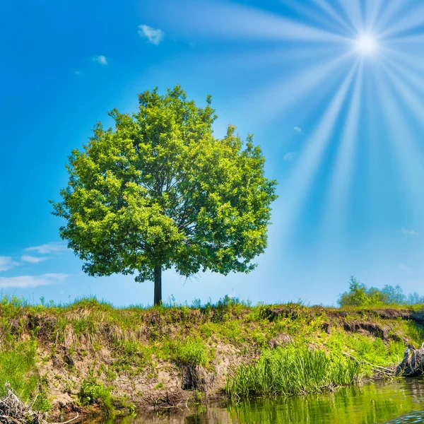 Velký Zelený Strom Skále Paprsky Slunce Modrá Obloha — Stock fotografie