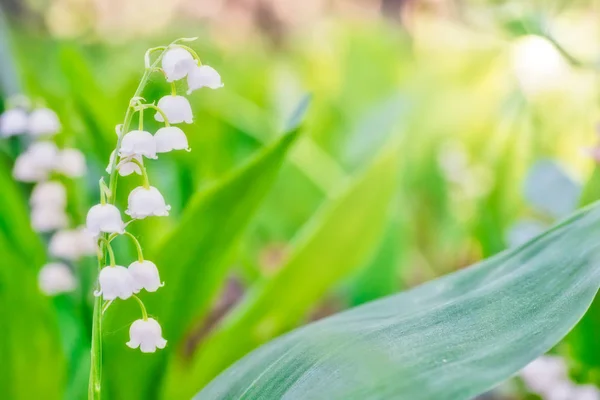 Vilda Vita Blommor Liljekonvalj Makro Skott — Stockfoto