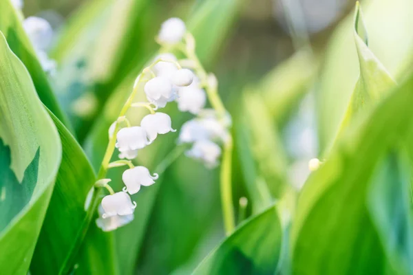 Dzikie Białe Kwiaty Lilia Dolinie Lesie Makro Zbliżenie — Zdjęcie stockowe