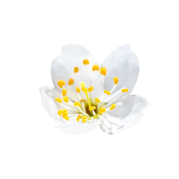 Άνοιξη Άνθηση Άσπρο Λουλούδι Άνοιξη Απομονωθεί Λευκό Floral Φόντο Στενή — Φωτογραφία Αρχείου