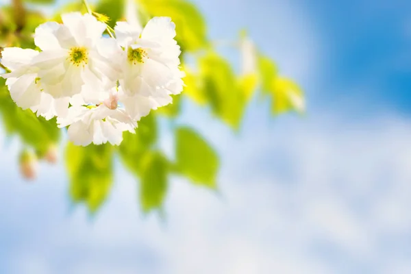 Flor Flores Brancas Sakura Ramo Árvore Primavera Sobre Céu Azul — Fotografia de Stock
