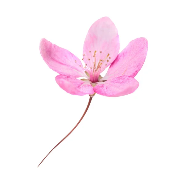 Pink Flower Sakura Tree Isolated White Background Macro Close Studio — Stock Photo, Image