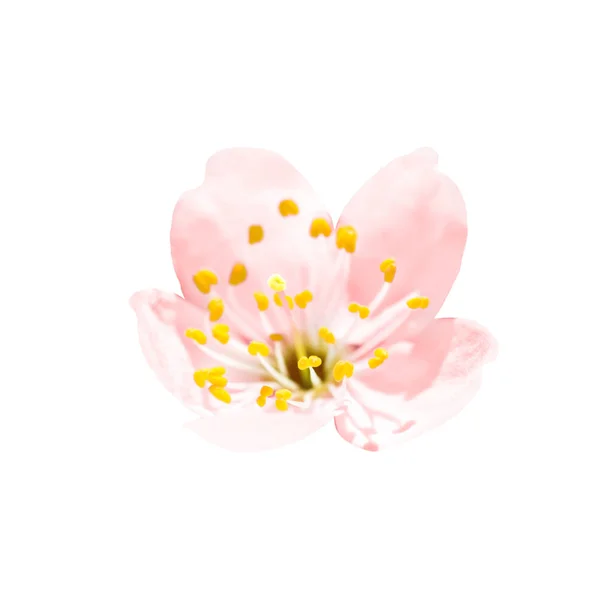 Flor Primaveral Rosa Con Tallo Aislado Sobre Fondo Floral Blanco — Foto de Stock