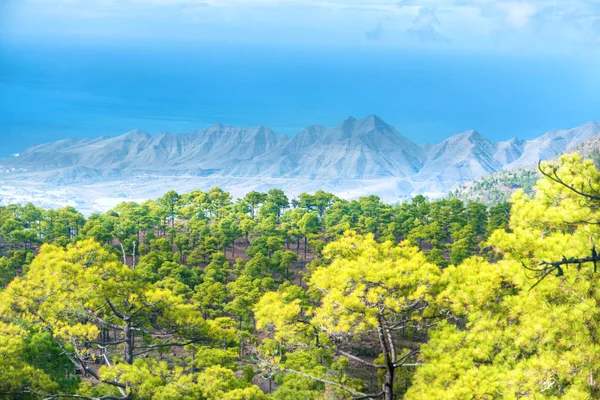 フォア グラウンドで緑の松の木がカナリア諸島の美しい自然の山の風景 — ストック写真