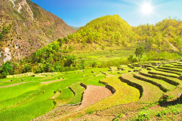 Grüne Reisfelder Landschaft Mit Bergen Und Sonnenlicht Stockbild