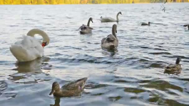 Wild Witte Zwanen Zwemmen Alleen Blauwe Meer Volledige Beelden — Stockvideo