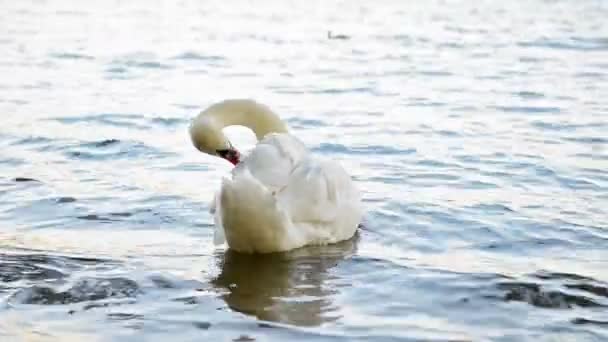 Cisne Branco Nadando Sozinho Lago Azul Imagens Full — Vídeo de Stock