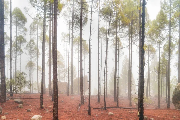 Paesaggio naturale di pineta nebbiosa — Foto Stock