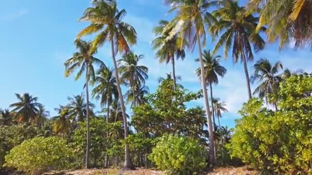 Schilderachtig Uitzicht Winderige Palmbomen Het Strand — Stockvideo