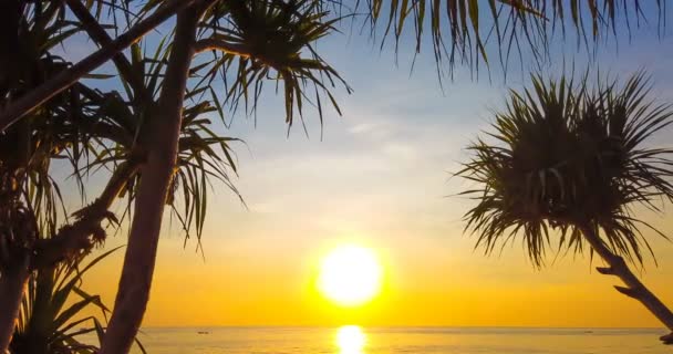 Palm Trees Setting Sun Beautiful Sky — Stock Video