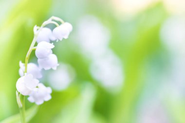 Beyaz çiçekler lily vadi