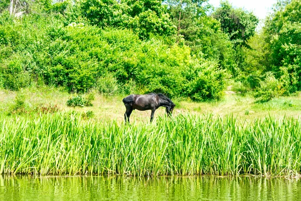 Černý kůň na zelené louce — Stock fotografie