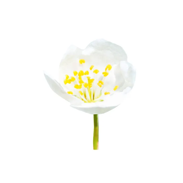 Tavasszal virágzó fehér tavaszi virág — Stock Fotó