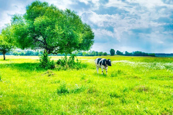 Vaca negra en el campo verde — Foto de Stock