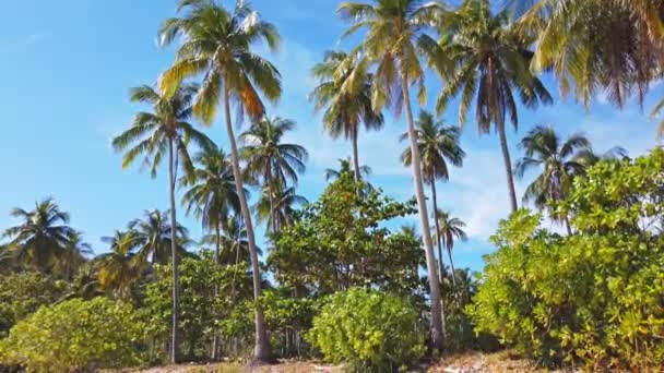 Scenic View Windy Palm Trees Beach — Stock Video