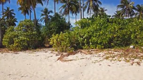 Vista Panorâmica Palmeiras Ventosas Praia — Vídeo de Stock