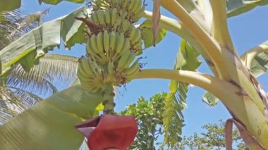 Muz ve mor çiçek grup ile muz ağacı.