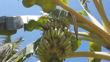 Muz ve mor çiçek grup ile muz ağacı. 