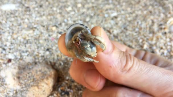 隐居螃蟹的特写镜头视图与壳在人的手与沙滩在背景 — 图库视频影像
